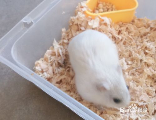 小仓鼠银狐有什么特性 仓鼠里的小胖子