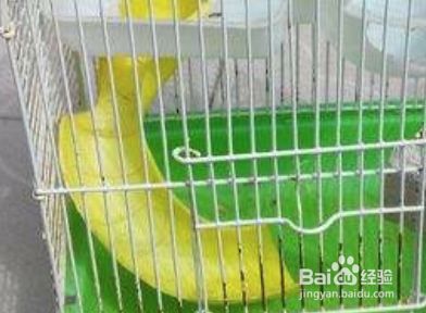 小仓鼠银狐有什么特性 仓鼠里的小胖子