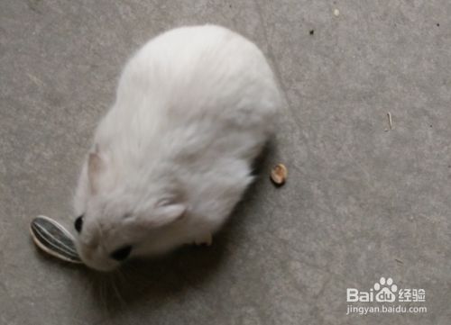 小仓鼠银狐有什么特性 仓鼠里的小胖子
