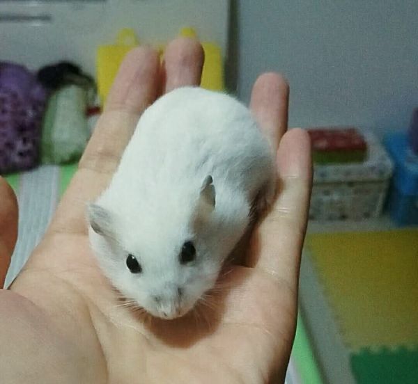 自从养了仓鼠，看哪只耗子都是眉清目秀！
