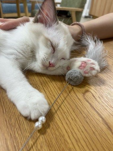 猫咖小店