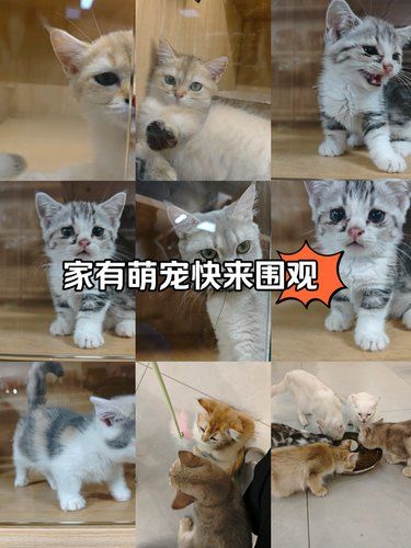 宠物猫的萌翻天