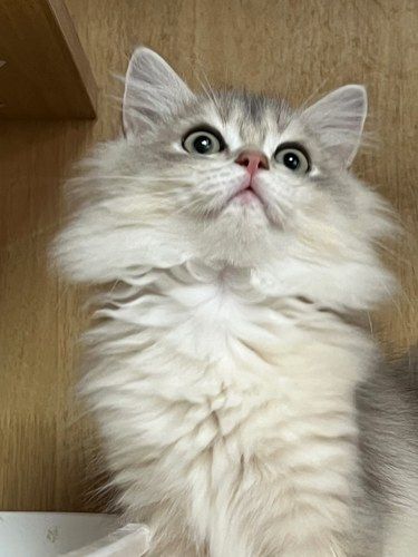 【 南通三只猫宠物：萌宠的奇妙乐园】 