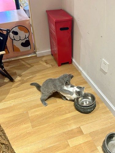 真的要被西湖边这家猫咖笑si…员工还打架斗殴
