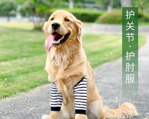 狗走失了怎么找回（一步步教你寻找失踪宠物的有效方法）