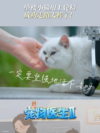 宠物医生.:坠楼小猫后肢瘫痪,医生权衡下选择让猫咪学习用轮椅,成功学会用轮椅走路的猫猫太棒啦!#抖音宠物医生 #小动物的意志力有多强