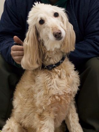 宠物医生.:歪头的可爱阿富汗犬和它活泼的法斗朋友,性格迥异的两位打针又会有怎样的表现?#狗狗 #萌宠日常记录 #愿每个小狗都能遇见好的主人 视频里可爱法斗的传送门@一个明星法斗的剧里剧外生活。