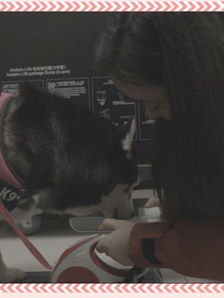 宠物医生.:老年哈士奇病魔缠身,主人尽心陪伴为其反抗癌症。但有生命有快乐也必然有悲伤,多希望我们的陪伴能更长久些。#狗狗 #抖音宠物医生 #万物有灵 #狗狗故事 @上海申普宠物医院