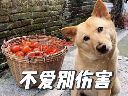#土坡上的狗尾草 它只知道饿了要找东西吃，哪里知道什么叫偷#狗狗 #弃养 #可怜