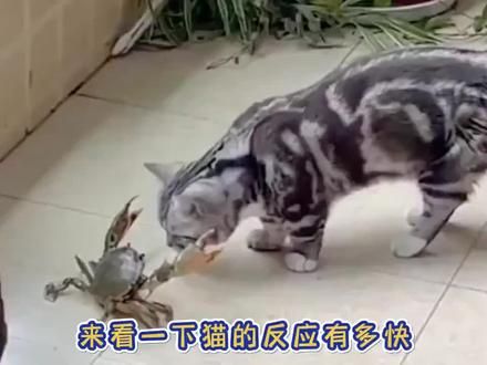 猫的反应速度是蛇的七倍、是狗的三倍、是老鼠的五倍、是人类的十倍、是乌龟的N倍。。。 然而它们还是被。。。。。