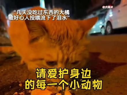不爱请别伤害 #每个生命都应该被尊重 #看得出猫猫已经快崩溃了 #流浪猫 #小猫治愈世界 #在猫咪脸上看出了无奈 