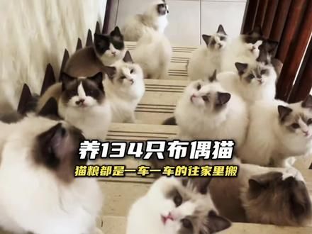 家里同时养134只布偶猫是一种什么体验？#万万没想到