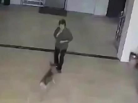 #狗 #畜牲永远是畜牲