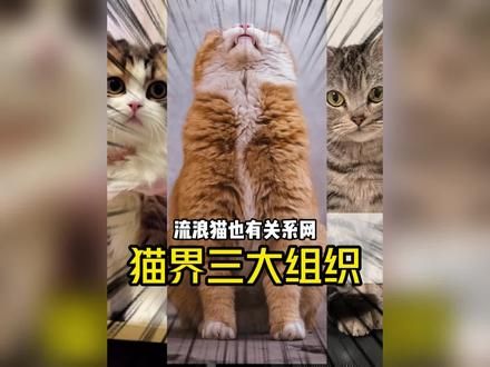 帮忙找猫三大组织，最后一个相当于江湖追杀令！#猫咪 #流浪猫 #找猫