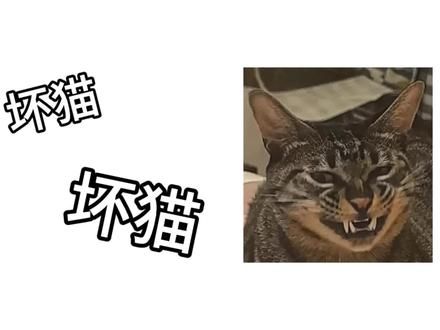 坏猫之歌 招财成为被告猫的证据VCR#oi小猫有点火热啊 #世界不能没有猫猫 #混的猫 #猫咪 #猫咪统治世界