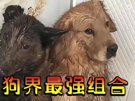 #愿每个小狗都能遇见好的主人 无不良引导