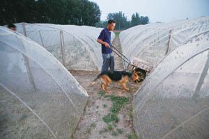 为了防止蛤蟆、乌鸦、鸡等动物入侵，老李每天都要牵着狗巡逻