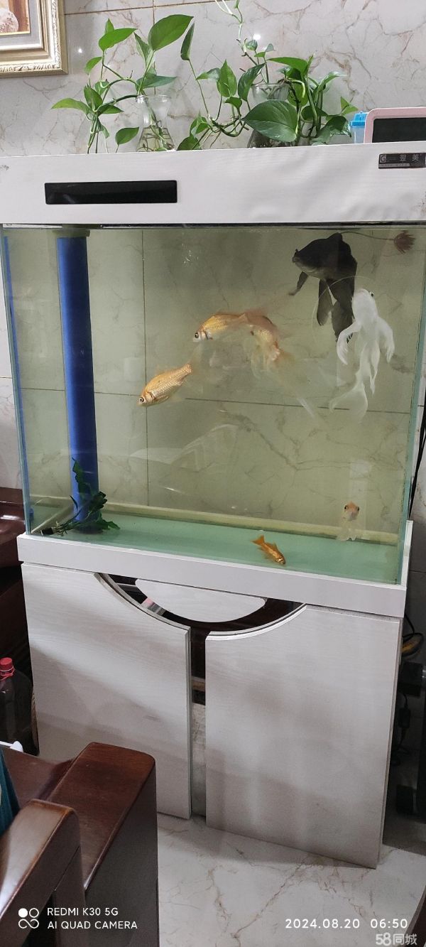 合肥宠物用品/食品·二手市场