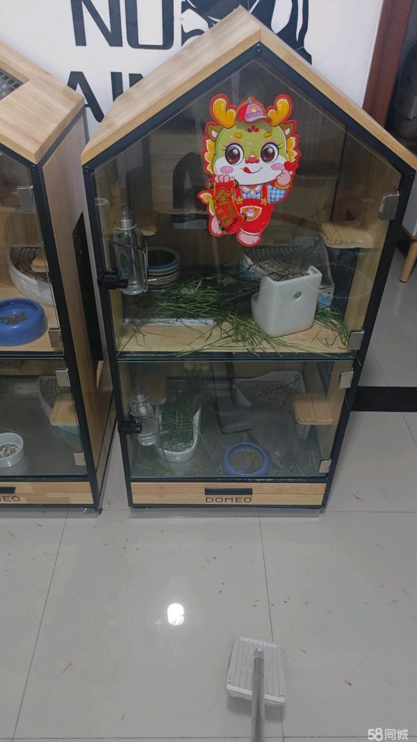 合肥宠物用品/食品·龙猫（金粉M紫灰d米色d标灰d）小偿领养，豆喵龙猫柜笼低价出售