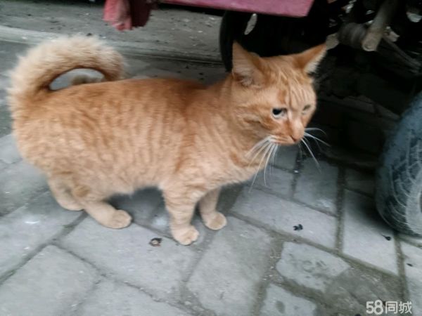 合肥宠物用品/食品·猫猫转让
