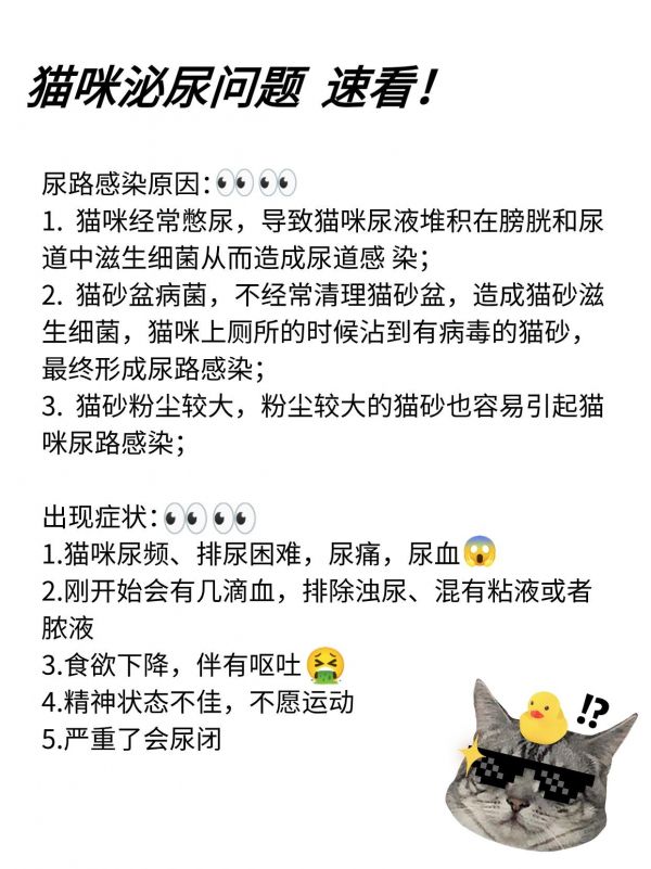 猫咪泌尿问题 速看! 猫咪尿路感染又叫泌尿道感染,尿结石,膀胱结石、结晶及猫咪泌尿疾病,这些都容易引起猫咪肾衰竭及膀胱泌尿道等问题。一定要及时发现及时治疗! #猫咪 #科学养宠攻略 #养猫经验分享 #新手养猫