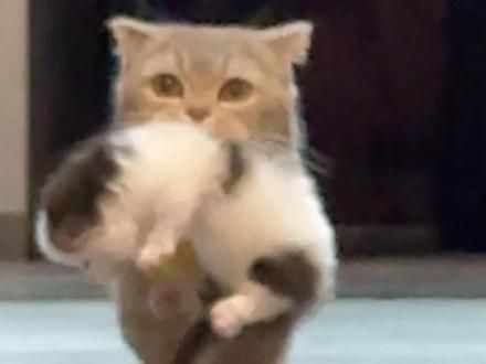 阔腿裤小猫 我回来了#记录猫咪日常 #猫咪 #萌宠出道计划 #萌宠 #笨蛋小猫