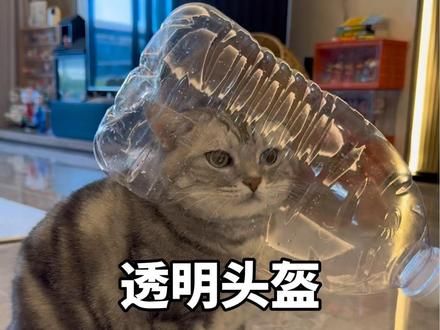 让猫咪多喝水的方法 快试试这个方法让你家猫咪多喝水!太好用了!#猫咪 #记录猫咪日常 #猫咪的迷惑行为