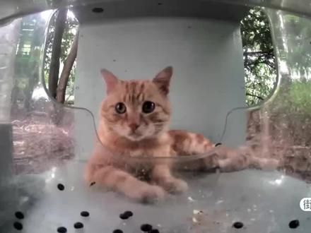 #关注流浪动物 #流浪猫 #流浪猫救助