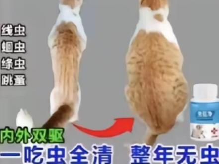 #胖猫