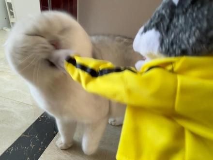 被逼成邪恶银渐层的一天 #猫咪 #萌宠大舞台有胆你就来 #抖音双11百大萌主 #超萌好物