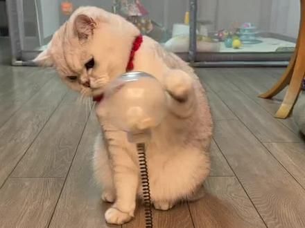 智商在线这玩具的精髓已经掌握了,一颗一颗慢慢吃,优雅~ #被迫营业的小猫咪 #我家宠物好可爱#猫咪#猫 #宠物