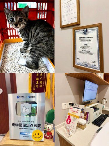 上海最靠谱的宠物医院推荐24小时营业