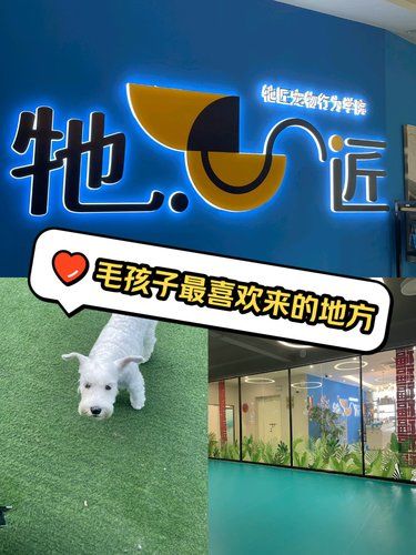 牠匠宠物·训练寄养：陈春公路上的宠物乐园