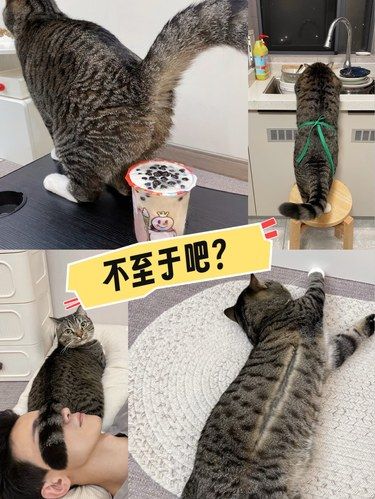 价值15个W的“镶金”小梨花送人都不要