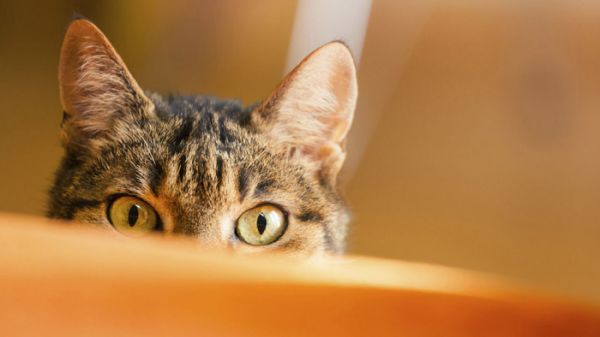 秘密之源:猫的眼睛