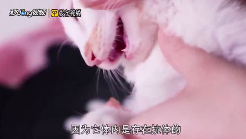被小猫抓破了一点点皮怎么办