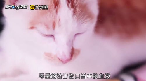 被小猫抓破了一点点皮怎么办