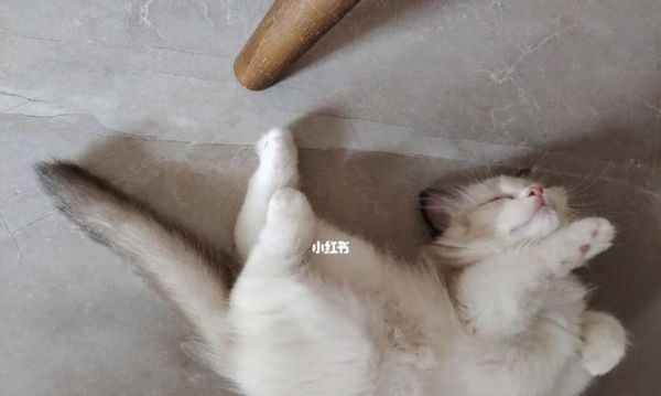 猫咪的尿路堵塞症状及应对方法（警惕你家猫咪因为这个原因引发的尿路疾病）