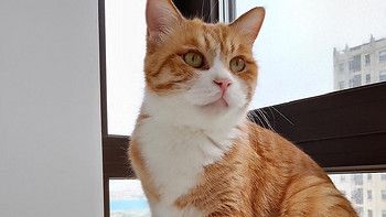 有没有性价比比较高的猫粮或者猫罐？