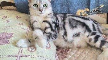 你家猫咪实现冻干自由了么？