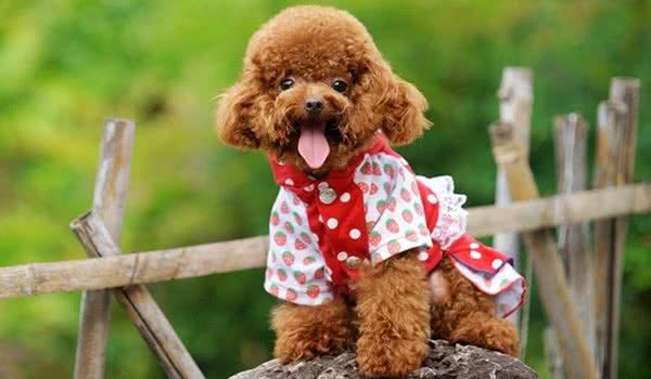 迷你贵宾犬图片