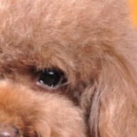 迷你贵宾犬眼睛