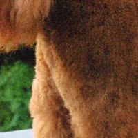 迷你贵宾犬胸部