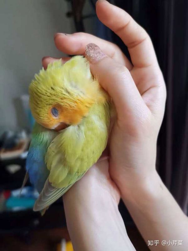 蓝腰黄桃