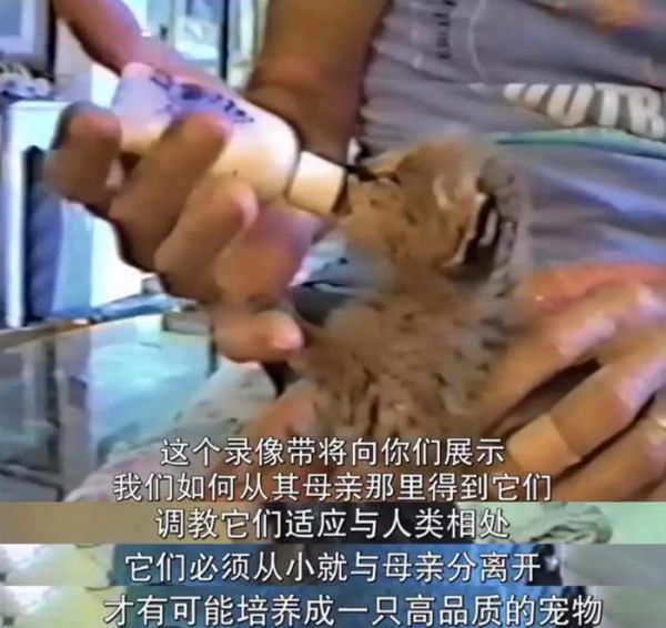 把老虎当宠物养,一天喂200斤肉,还要逛街遛虎,这都什么魔幻操作?