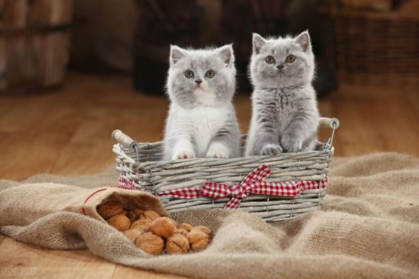 狗狗猫咪如何异地运输回家？