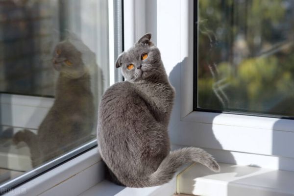 狗狗猫咪如何异地运输回家？