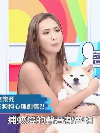 不知名牛牛:蔷蔷 | 爱犬栗子经历狗哥哥去世受心里创伤?一身反骨听不得指令 #文明养犬