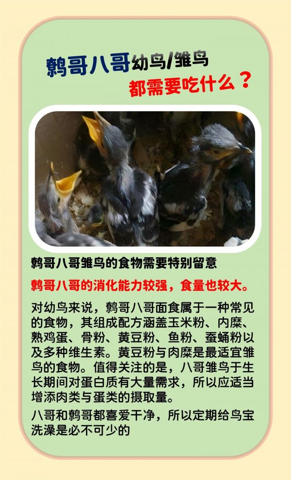 鹩哥八哥幼鸟注意什么。快来看看吧#养鸟经验分享 #鹦鹉鹦鹉萌萌哒逗鹦鹉 #朝歌鸟鸟粮