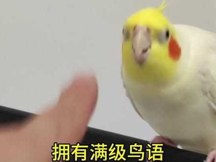 养这么久了，总得会点鸟语吧#萌宠出道计划 #鹦鹉 #鹦鹉鹦鹉萌萌哒逗鹦鹉 #手养玄凤鹦鹉 #玄凤鹦鹉